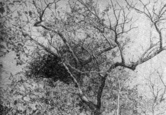 Деревья с опавшей листвой в тропическом лесу на острове Элефанта