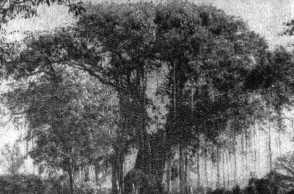 В Удайпуре. Перед входом в сад в стороне стоит громадный баньян с множеством боковых стволов и висящих в виде канатов и жгутов воздушных корней, еще не укоренившихся в земле