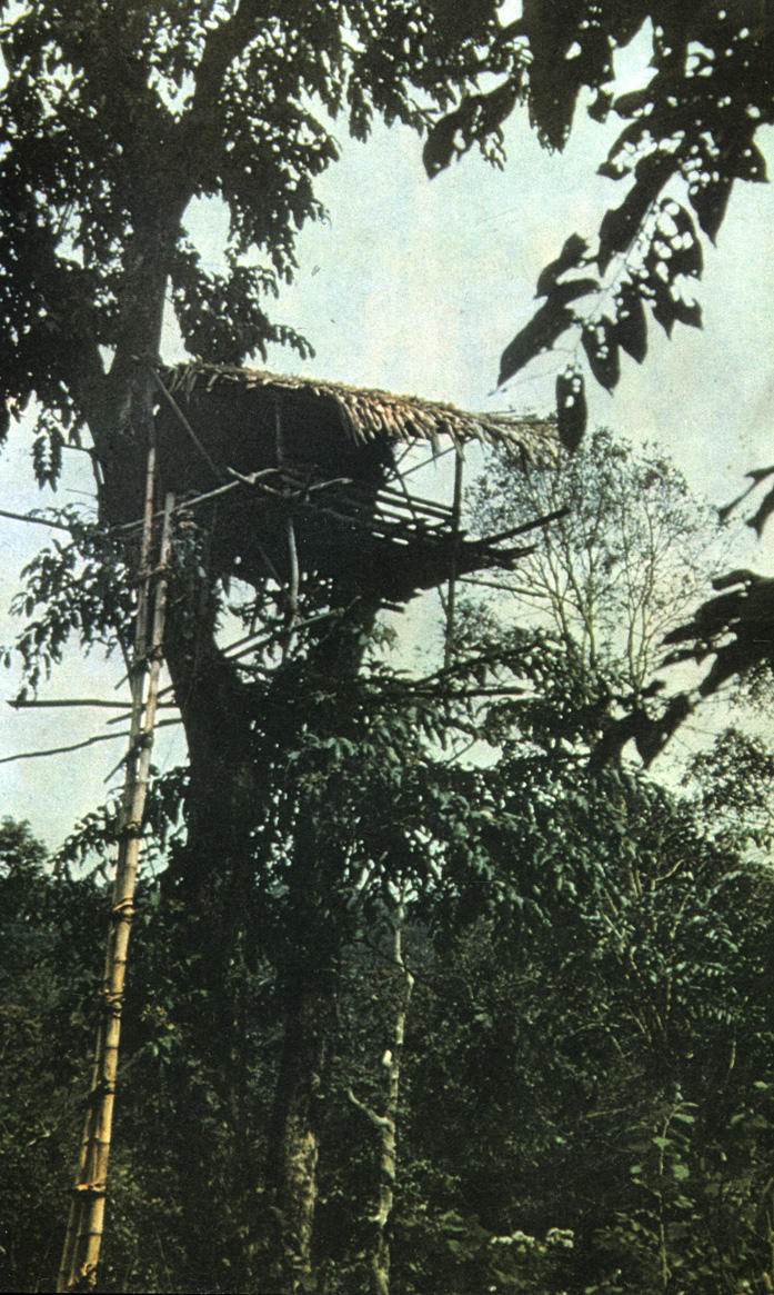 До сих пор каникары строят свои хижины на деревьях