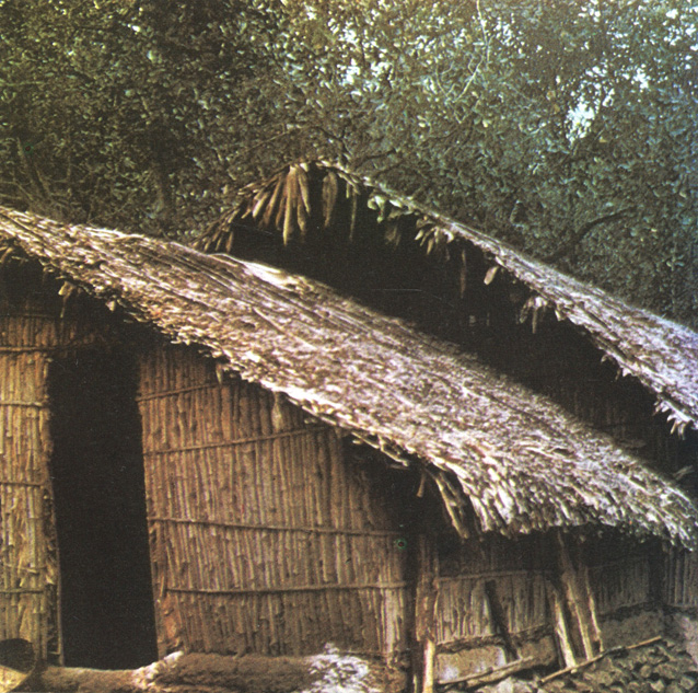 Наземные хижины каникаров искусно сделаны из бамбука