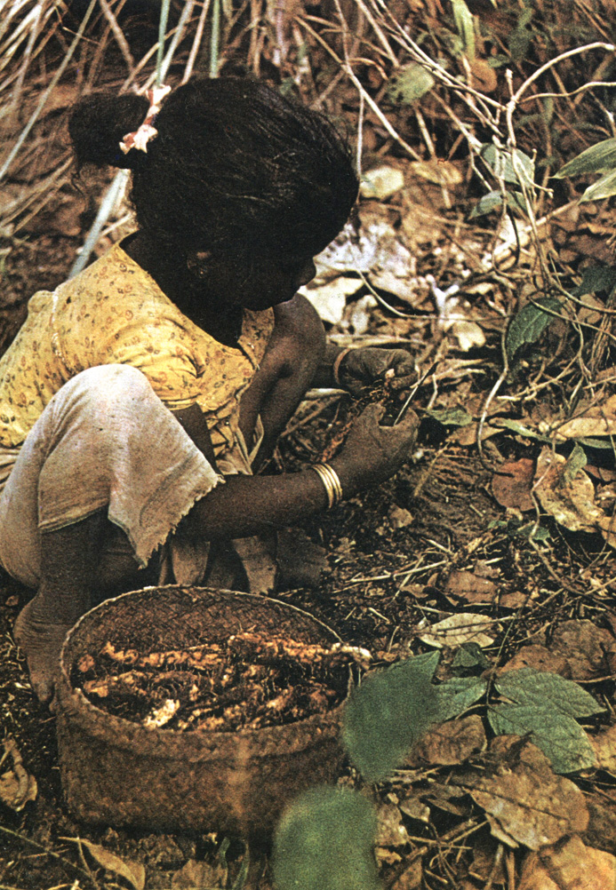 Девочка копает коренья в джунглях