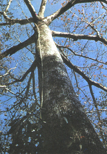 По лиане-веревке можно влезть на дерево и набрать дикого меда